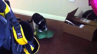 cat carries toy and crying yowlingmeowing uncontrollably [upl. by Anneliese887]