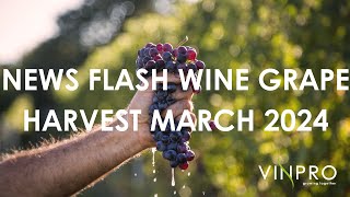 News Flash Wine Grape Harvest March 2024  Stellenbosch [upl. by Sinnaiy243]