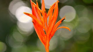 How to Care and Grow Canna Lily in Pots [upl. by Kancler]