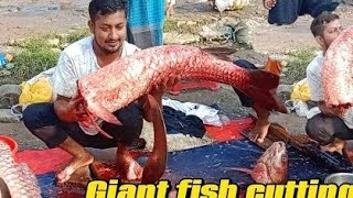 Big big grass cup cutting in Bangladeshi experts fishcutting fishcuttingskills fishing food [upl. by Ifill666]