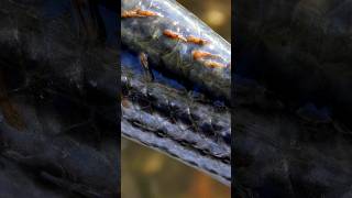 Sea Lice Outbreak 2024 shorts [upl. by Ethelbert]