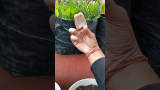 🤔Paudhe में NPK और Micronutrient के लिए क्या दे shorts plants [upl. by Ramraj590]