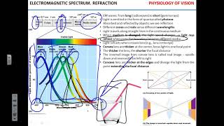 Physiology of vision 1 [upl. by Lseil294]