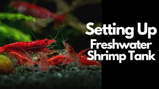 How To Setup A Freshwater Shrimp Tank 🦐 [upl. by Goles455]