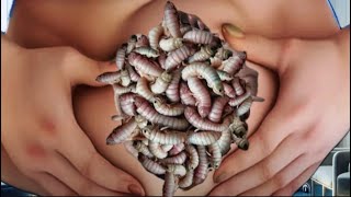 Animated abdominal care with techniqueASMR larvae removal quotYou will feel relaxed [upl. by Drake]