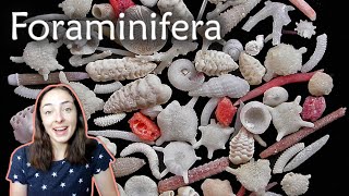 Foraminifera Forams Invertebrate Paleontology  GEO GIRL [upl. by Hadeehuat614]