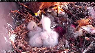 Fourth And Final Redtailed Hawk Chick Hatches  Meet L4 – April 29 2022 [upl. by Auqenet]