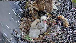 Redtailed Hawk Chicks Cuddle Up Before Long Feeding At CornellHawks Nest – May 11 2021 [upl. by Eileme211]