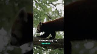 Adorable Red Panda Facts 🐼🌿  redpanda short shorts trendingshorts [upl. by Annayad71]