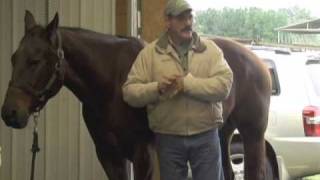 Horse Massage using the Bladder Meridian Relaxing the Horse using The Masterson Method [upl. by Ninette]