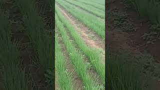 Transplanting Onions for Dec market onionprice onionfarming [upl. by Llerrod857]