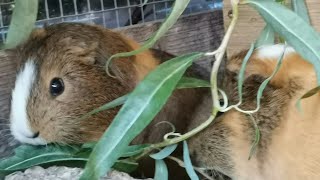 Meerschweinchen  Der Herbst und sein Nutzen  Grünschnitt bei den Meeris u in der Vogelvoliere ☺️🌿 [upl. by Symons927]