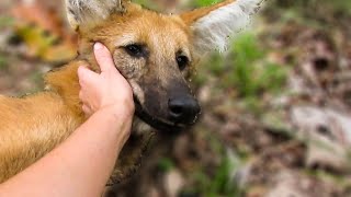 Feeding the rescued Maned Wolves Chrysocyon brachyurus [upl. by Sllew]