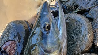 bobber fishing for chum salmon quotbobber downsquot [upl. by Elleinaj]