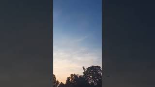 Sky love 💕😘youtubeshorts skyloversbirdsevening arijitsingh [upl. by Aihtekal]