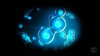 STEM CELLS  Healing Frequencies Improved Natural Healing Processes  Stem Cells Production [upl. by Crispas]