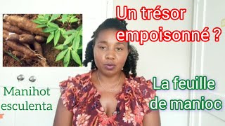 Estce sain de manger les feuilles de manioc  Explication scientifique [upl. by Ernaldus198]