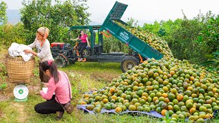 Use Truck Transport And Hire People To Harvest Orange Gardens To Sell  Selling Ducks [upl. by Janean837]