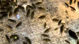 Freshwater Amphipods LOTS [upl. by Annay242]