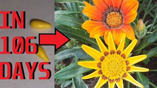 How to grow Gazania from seeds [upl. by Nananne192]