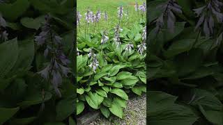 Best Perennials for Shade That Bloom all Summer shorts perennialplants [upl. by Eadrahs]