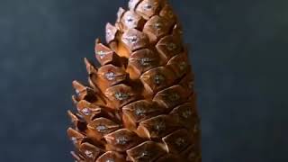 Pine Cone Growth [upl. by Okimat]