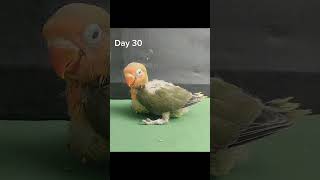 Part 2 Day 1 To Day 30  Budgies Growth Stages [upl. by Beisel]