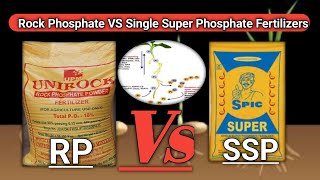 Rock Phosphate Vs Single super phosphate fertilizer [upl. by Trautman]