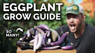 How to Grow Eggplants Perfectly Every Single Time [upl. by Casta]