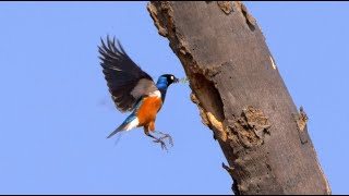 Superb Starling 2023 [upl. by Alroi]