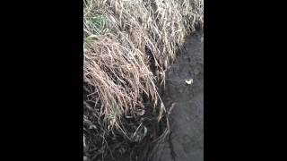 Michigan mink trapping [upl. by Pennebaker209]