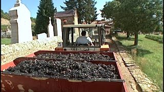 2005 Beaujolais Harvest [upl. by Imelda295]