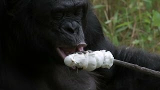 Bonobo builds a fire and toasts marshmallows  Monkey Planet Preview  BBC One [upl. by Yme]