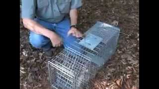 How to set and use a cage trap for raccoons and opossums [upl. by Akemaj]