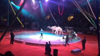 Shriners Circus Roanoke [upl. by Hardin427]