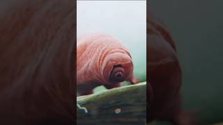 Why tardigrade are awesome 😱😱 shorts [upl. by Gnoz535]