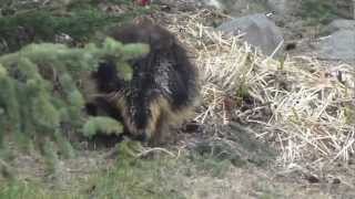 Stachelschwein im Garten [upl. by Nerrol]