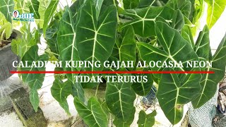 WOW DI RUMAH TETANGGA TERNYATA PUNYA BANYAK KELADI KUPING GAJAH CALLADIUM  ALOCASIA NEON [upl. by Eadwina]