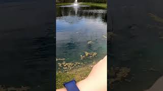 Catching Every Fish in Ohio Yellow Bullhead [upl. by Yole]