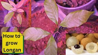 How to grow Longan [upl. by Rad467]