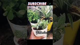 Fittonia😱 indoor plant benefits  life as force fittoniabenefitsplantsshortvideoshortssince22 [upl. by Shandy]