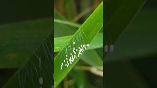 Lacewing eggs insecteggs lacewing entomology bugslife ecology reproduction garden reels [upl. by Saval]