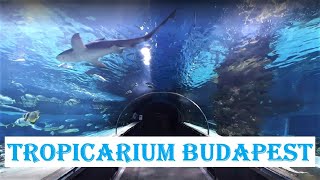 TROPICARIUM  BUDAPEST  🐠 Oceanarium  Shark Zoo 🦈 Hungary [upl. by Buzzell]