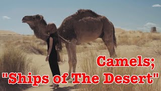 Flora amp Fauna Camels quotShips of The Desertquot [upl. by Octavus]