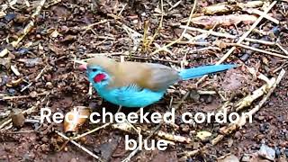 Finches and Indigobird Party  Birdwatching in Kenya [upl. by Barthelemy]