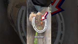 Extremelt satisfying horseshoe cleaning 😱 shorts oddlysatisfying [upl. by Eenad]