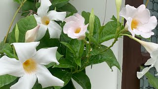 143Complete And Best Care Of Mandevilla Plant… [upl. by Townie203]