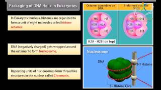 Class 12 BIOLOGY  Chapter Molecular Basis of Inheritance I  CBSE [upl. by Otecina380]