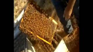 Checking hives in Australia [upl. by Palla]