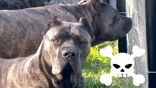 Cane Corso Best Guard Dog for Family Protection [upl. by Fleischer]